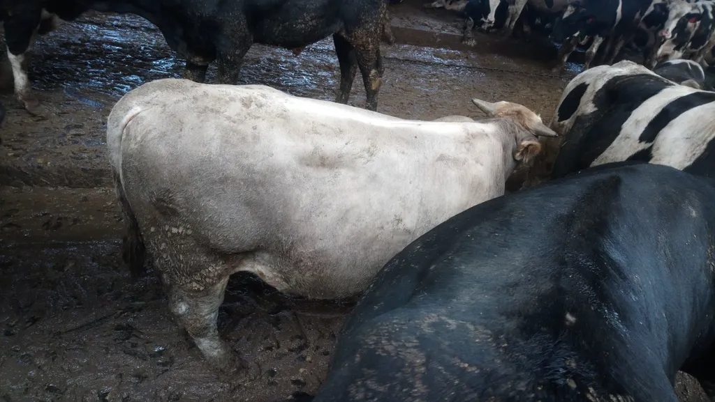 бычки на убой, от 350 до 450 кг в Костроме и Костромской области