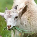 В двух районах Костромской области распространяется оспа овец и коз