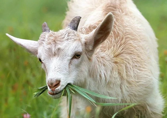 В двух районах Костромской области распространяется оспа овец и коз 