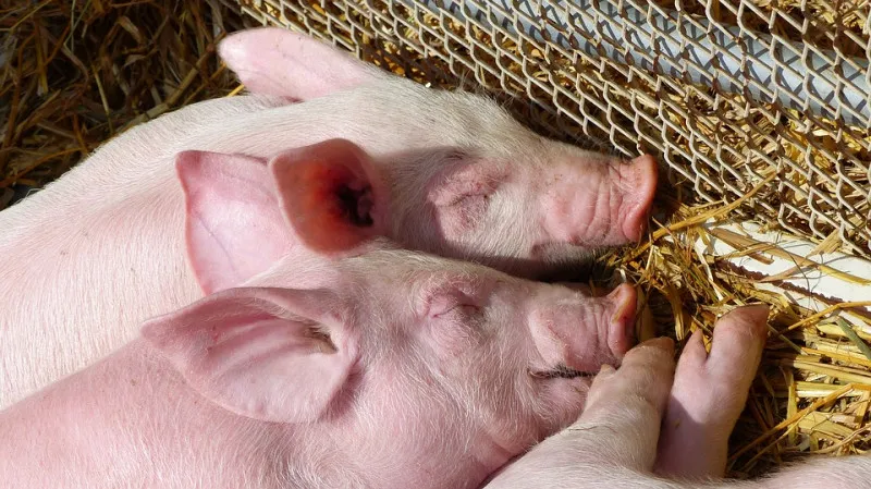 На территории Костромской области обнаружен очередной очаг африканской чумы свиней.