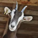 Сотни костромских коз отдали свои жизни ради здоровья собратьев