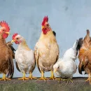 Костромской области присвоен статус «благополучный» по гриппу птиц