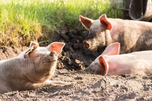 Костромские ветеринары реабилитировали кабанов, а свиноводы подсчитывают убытки от вспышки АЧС