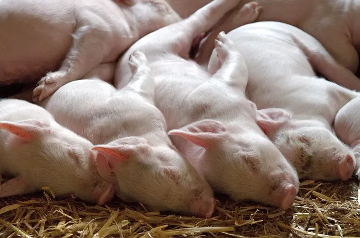 В Костромской области снят карантин по африканской чуме свиней