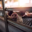 Из-за чумы свиней в Галичском районе Костромской области введен режим ЧС