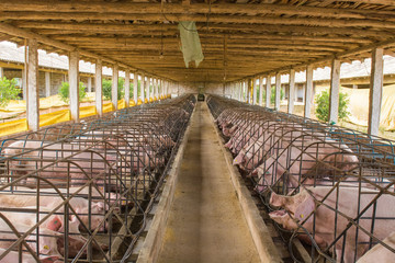 Вирус африканской чумы свиней распространяется в Костромской области  