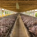 Вирус африканской чумы свиней распространяется в Костромской области