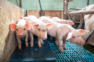 Африканская чума угрожает крупнейшему свинокомплексу Костромской области
