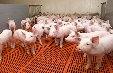 Костромская область: вспышки африканской чумы свиней зафиксированы в девяти районах  