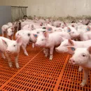 Костромская область: вспышки африканской чумы свиней зафиксированы в девяти районах
