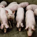 В Костромской области свиней ликвидируют предприятия и личные хозяйства