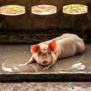 Карантин по чуме свиней снят ещё в пяти районах Костромской области