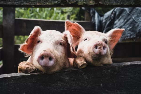 Вновь чума. В Костромской области карантин по опасному заболеванию свиней