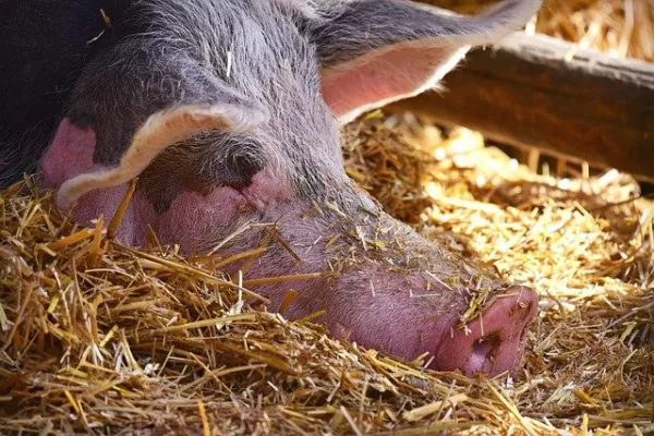 Свиноводов призывают усилить страховую защиту из-за новых вспышек АЧС