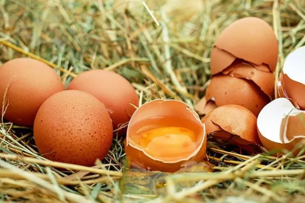 В Костромской области выросло производство яиц