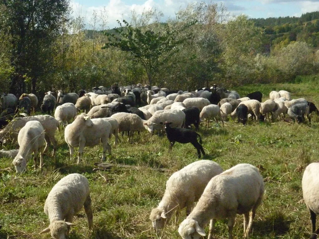 Купить Барана Живым Весом