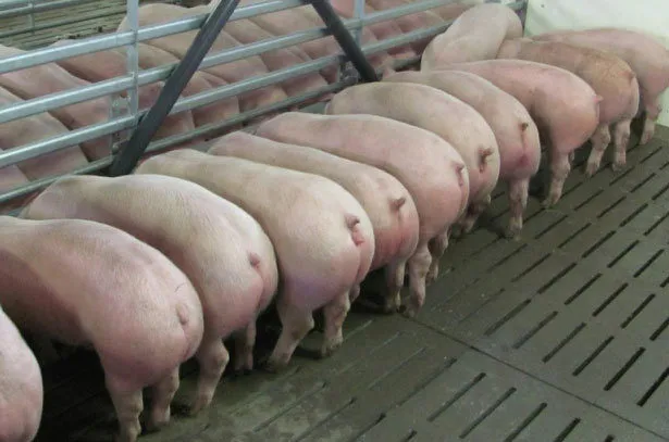Свинья живым весом цена. Свиная порода ландрас. Ландрас (порода свиней). Мясная порода свиней ландрас. Поросята ландрас дюрок.