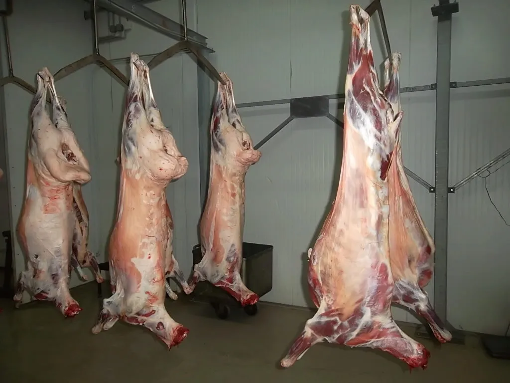 Медведь Без Шкуры фото 4