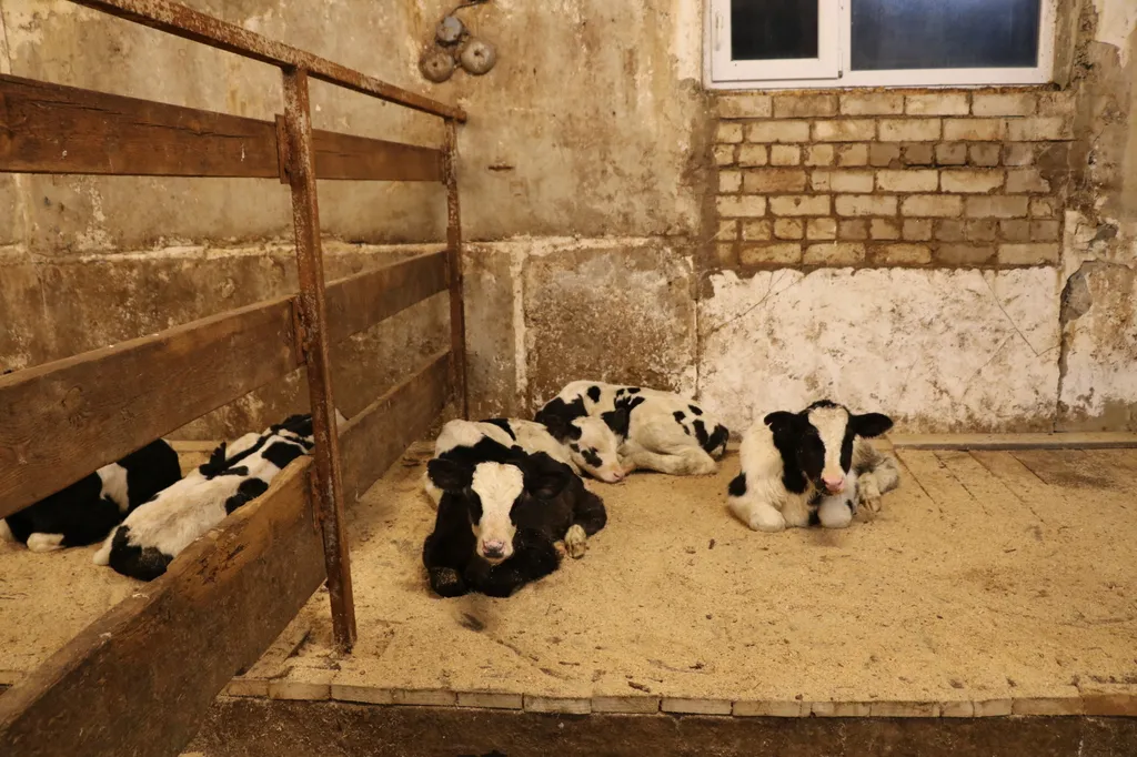 бычки (телята) на откорм, 50-100кг в Костроме и Костромской области