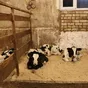 бычки (телята) на откорм, 50-100кг в Костроме и Костромской области