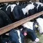 бычки на убой, от 350 до 450 кг в Костроме и Костромской области 3