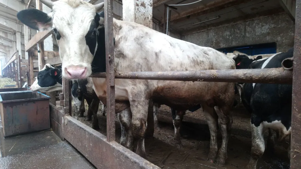 бычки на убой, от 350 до 450 кг в Костроме и Костромской области 2