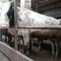 бычки на убой, от 350 до 450 кг в Костроме и Костромской области 2