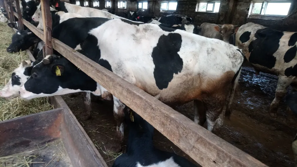 бычки на убой, от 350 до 450 кг в Костроме и Костромской области 5
