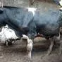 бычки на убой, от 350 до 450 кг в Костроме и Костромской области 4