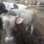 быки в Костроме и Костромской области 3